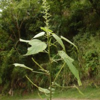 Acalypha paniculata Miq.